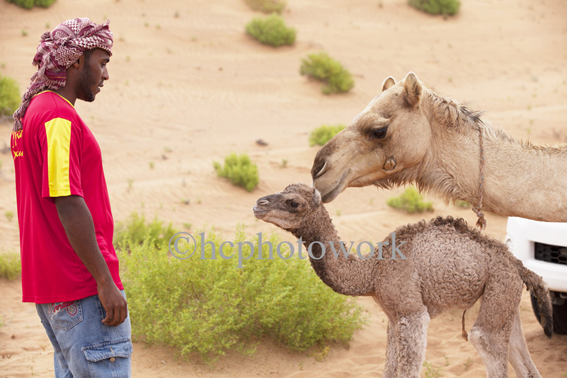 Camels,  Oman. © 2012 Helen Couchman