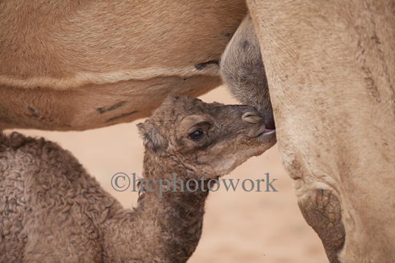 _MG_0178 Baby camel, Oman, ©hcphotowork