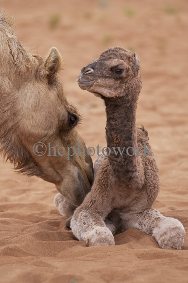 _MG_0190 TAISM Baby camel, Oman ©hcphotowork