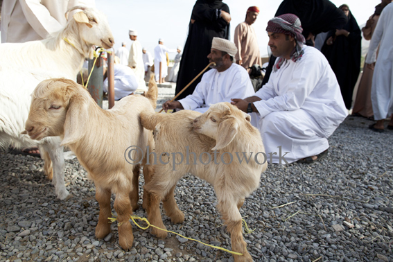 _MG_8748 Niswa, Oman ©hcphotowork