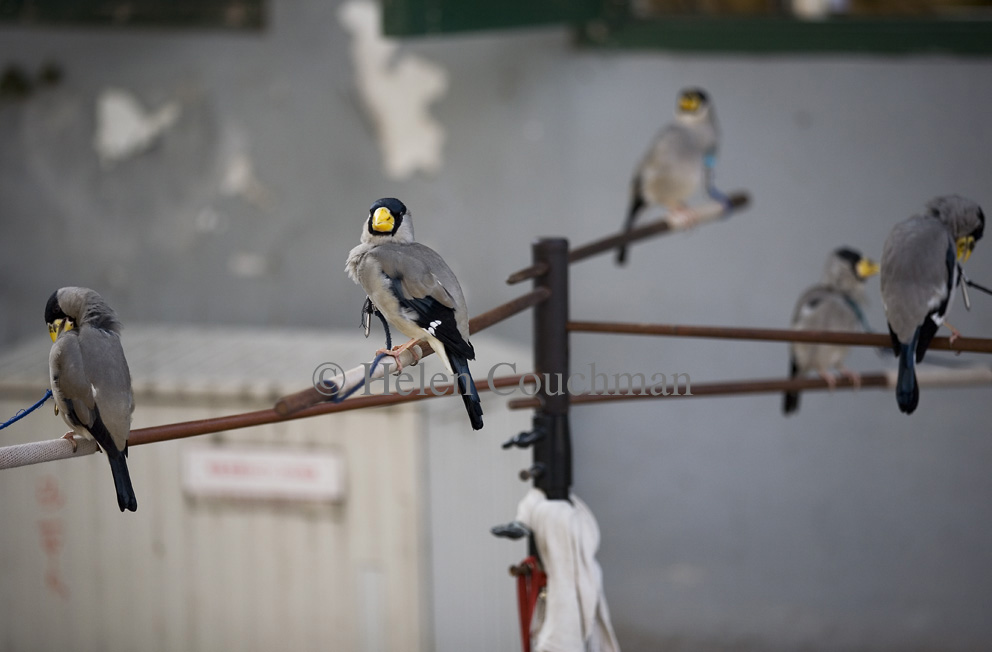 _MG_8096 Pet birds, Beijing © Helen Couchman
